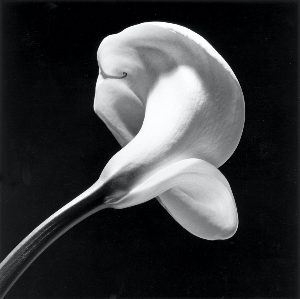 Calla lily in center of frame on a diagonal stem, facing away from camera.