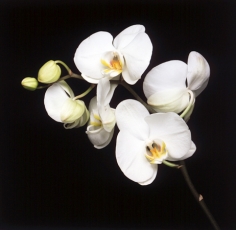 Stem of white orchids with yellow centers, against a black background.