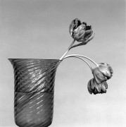 Tulip, 1982