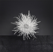 Chrysanthemum, 1977