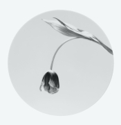 Circular plate with a photograph of a tulip and long stem.