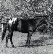 Radar (Horse), 1982