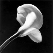 A single calla lily extending diagonally upward from the bottom left of the image against a black background, angled away from the viewer to obscure the inside of the flower.