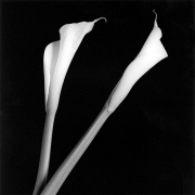 Two Calla Lilies against black background.
