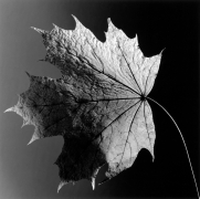 Leaf, 1987