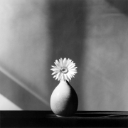 Single daisy in a vase, centered on table.