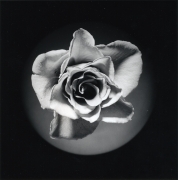 Rose, 1985