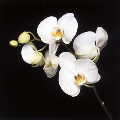 Stem of white orchids against a black background.
