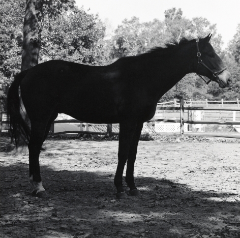 Horse in profile, facing to the right with trees in background.