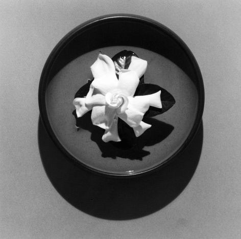 A single gardenia in a bowl.