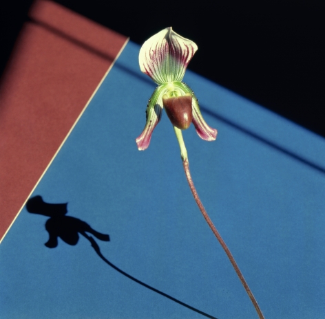 An orchid casting a shadow against a blue and red geometric background.
