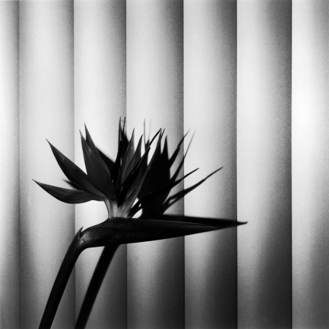 Bird of Paradise flower and its shadow against paned wall.