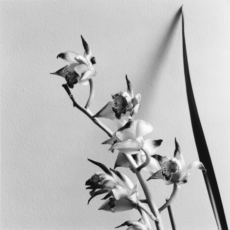 A stem of orchids and one of the plant's leaves reaching up diagonally in front of a white textured wall and casting a slight shadow.