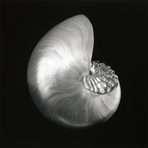 Pearl nautilus shell with a crystal brooch placed on it against a black background.