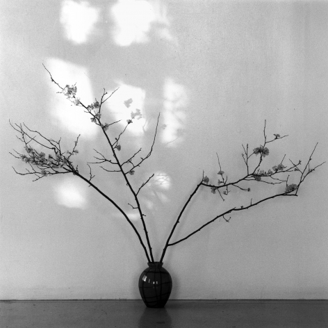 Branches in a vase.