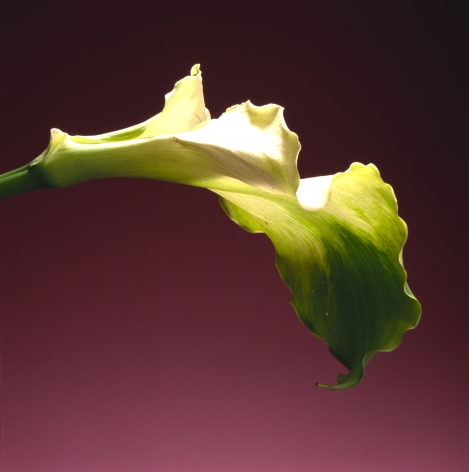 Calla lily against a gradient red background.