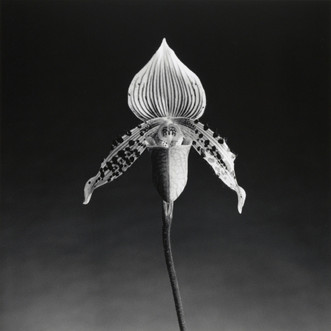 Photograph of a single orchid.