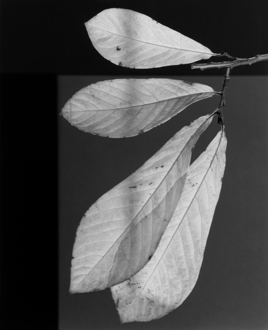 Leaf, 1987