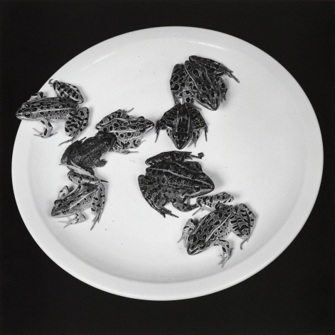 Frogs sitting on a plate.
