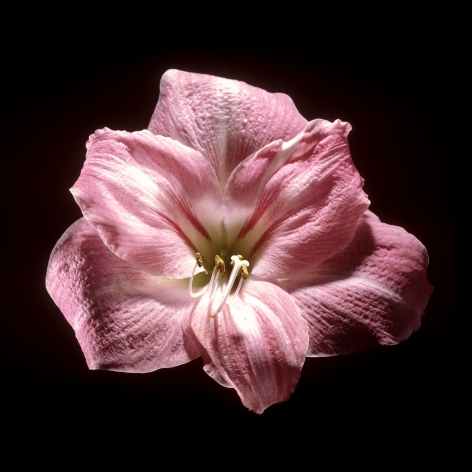 View of the inside of a pink amaryllis against a black background.