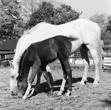 Portrait of two horses.