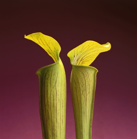 Close-up of two yellow Jack-in-the-pulpit flowers against a magenta background.