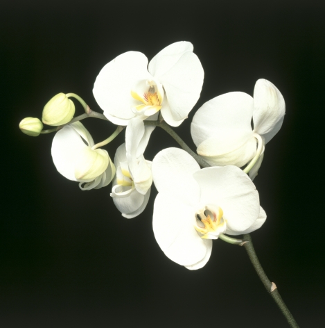 Stem of white orchids with yellow centers, against a black background.
