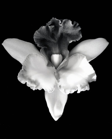 Single orchid flower.