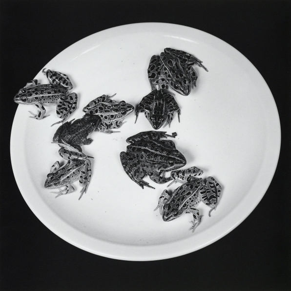 Eight frogs on a white plate against a black background.