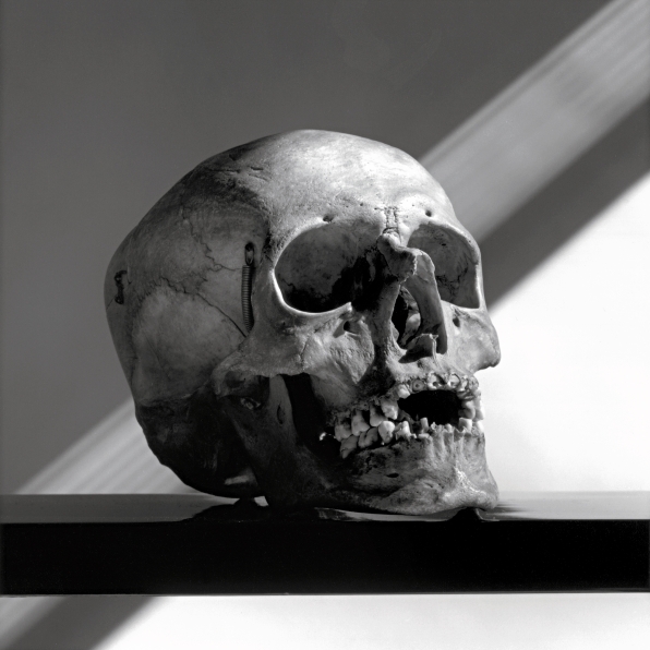 Skull in 3/4 view.