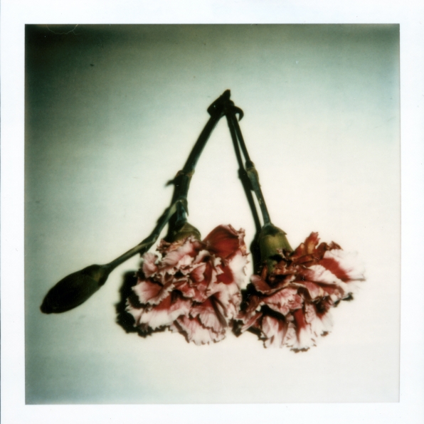 Color Polaroid of two flowers attached at stem.