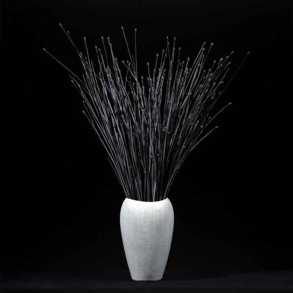 Branches in a white vase against a black background.