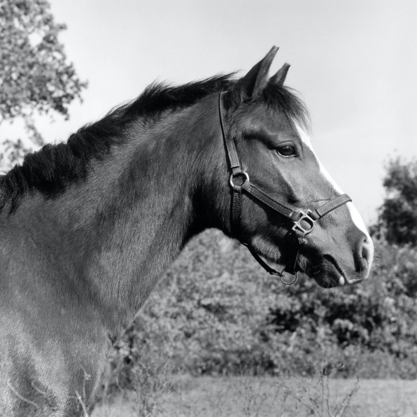 Portrait of a horse in profile.