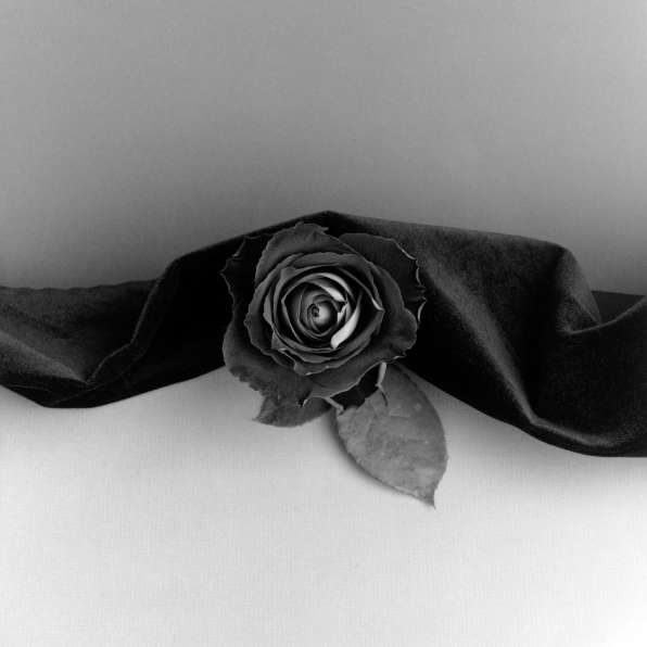 Single rose under fabric in the center of the frame.