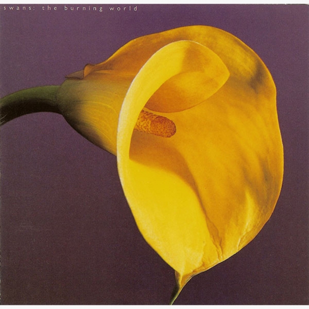 Album cover for theSwans The Burning World, color image of tightly cropped yellow calla lily against purple background.